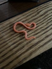 Yoda Snake (orange) for sale
