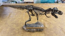 Edu Toys Huge Tyrannosaurus Rex Skeleton Fossil Model