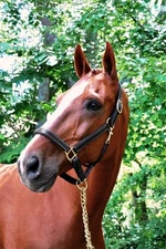 KL Select Black Oak Willow Halter