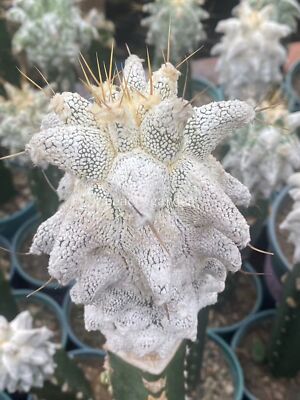 Astrophytum myriostigma 'Onzuka' Kitsukow 6-7CM cutting（no root）