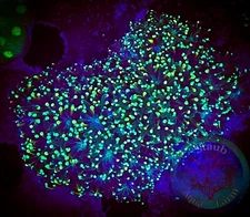 SAF~Neon Green Galaxia  Coral Frag WYSIWYG”, SPS, Live Coral Colony, Acro, Monti