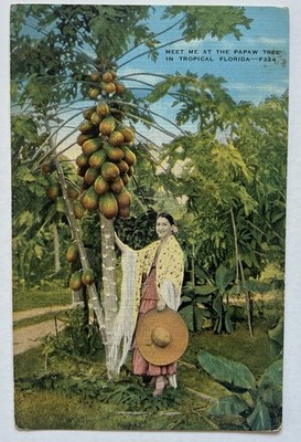 Meet Me at the Papaw Tree Tropical Florida Linen Postcard B1