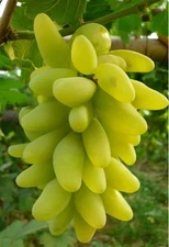 Grafted Japanese Gold Finger Bare root plants (金手指)