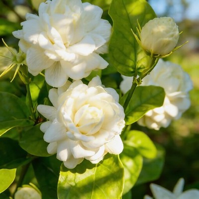 300+ Jasmine Flower Seeds to Plant Outdoors-Arabian Jasmine Seeds -Jasminum  S... | eBay