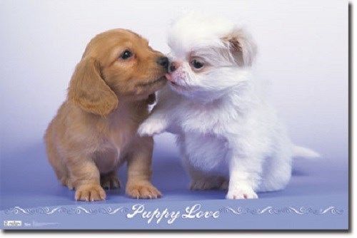 PUPPY LOVE POSTER PUPPIES DOGS KISSING NEW 34x22 FREE SHIPPING