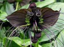 TACCA CHANTRIERI, 10 seeds of ORCHID tropical plant
