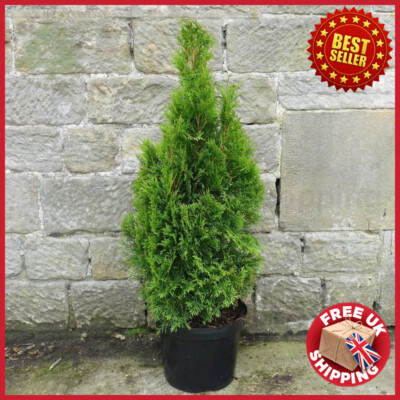 5 to 6ft Bushy Thuja occidentalis Smaragd Hedging Conifers Trees 10L pots |  eBay UK