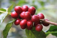 120 Robust Robusta Coffee Seedss Coffea canephora Coffee Bean