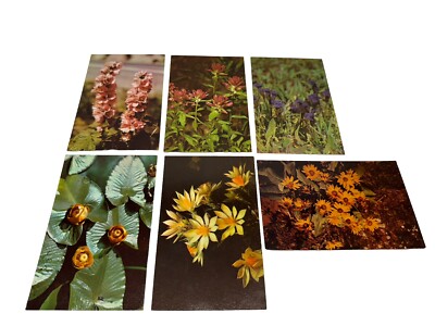 Lot of 6 Vintage Yellow Stone National Park Flower Postcards Haynes