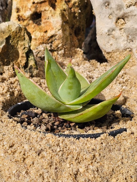 Aloe Striata 18cm
