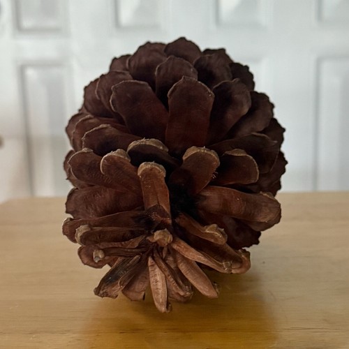JUMBO PINECONE XL LONGLEAF PINE 7.75" HIGH 5" W DISPLAY DECORATE CHRISTMAS CRAFT - Picture 5 of 6