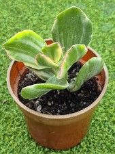 Crassula ovata 'Obliqua' (Variegated Jade Plant)