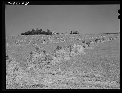 Red River Valley North Dakota 1941 Wheat Stacks Binder Farmhouse Barn Windmill