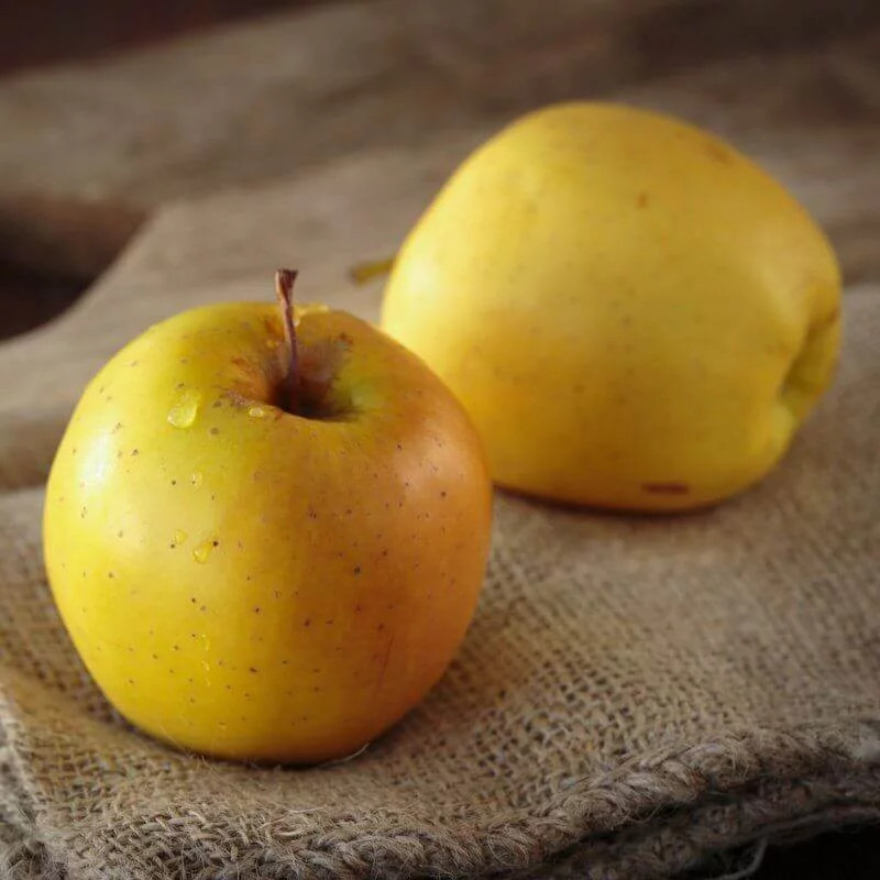Pommier ancien Rambour d’été Malus communis en pot de 5 litres pour verger familial