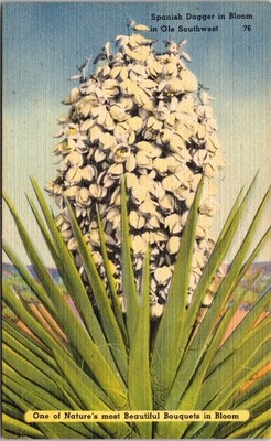 Yucca Plant Spanish Dagger in Bloom Ole Southwest Vintage Linen Postcard