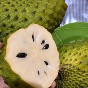 Annona muricata | Soursop Seeds / Guanabana | 10+_Seeds