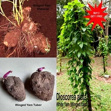 Dioscorea alata / Winged Yam / Purple Yam / Kachil / Kavath / 1 Tuber