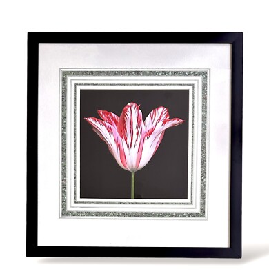 Peter Arnold photograph Tulip red and white