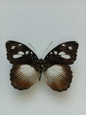 Entomologie Nymphalidae Aterica Galène Cameroun Femelle 