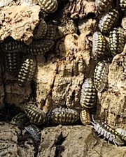 7 Armadillidium gestrois isopods - Bioactive Cleanup