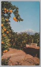 Postcard: San Bernardino Foothills orange groves. United Air Lines card