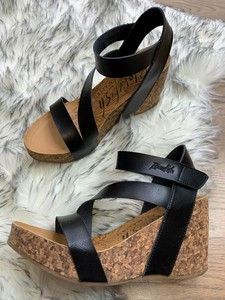 blowfish hapuku black