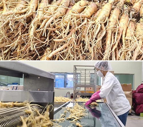 100Pcs Korean Red Ginseng 6 Year Old Everyday Extract 365 Stick + Express - Foto 7 di 10