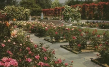 Double-Lined Roses in Lambert Gardens Portland Oregon Chrome Vintage Post Card