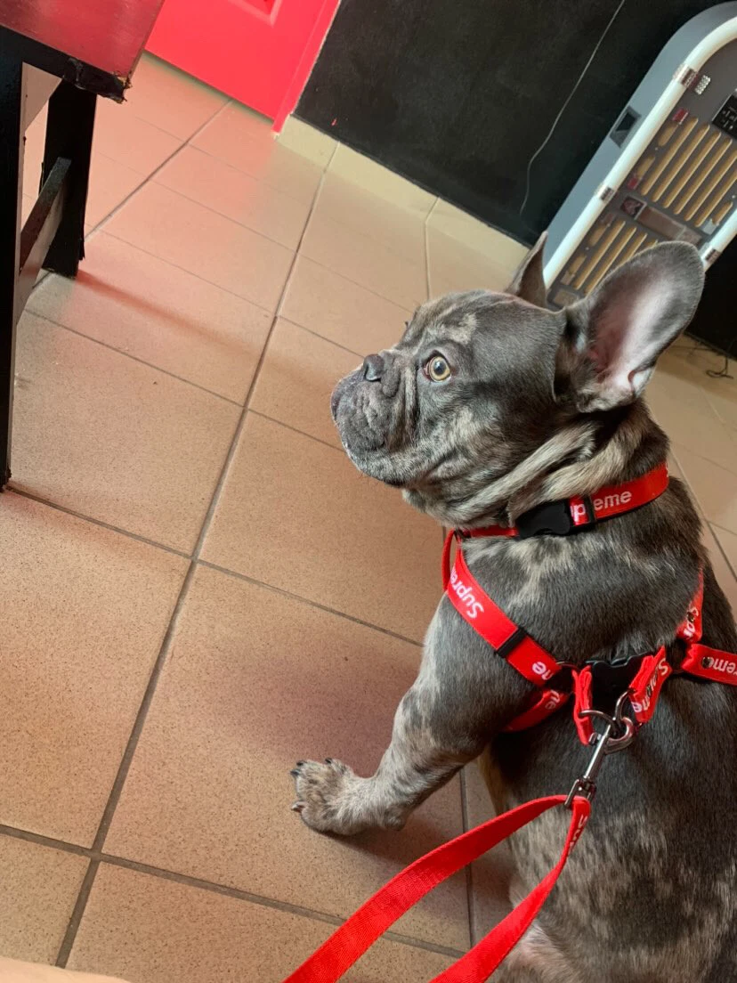 Can You Put Tile On Dog Collar