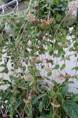 Hoya mathilde Ampelpflanze 1 22.6
