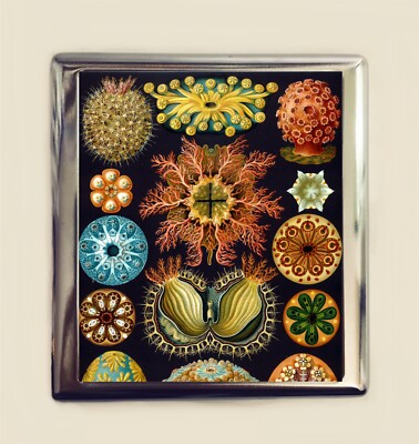 Ernst Haeckel Ascidiae Cigarette Case Business Card ID Holder Ocean Animals