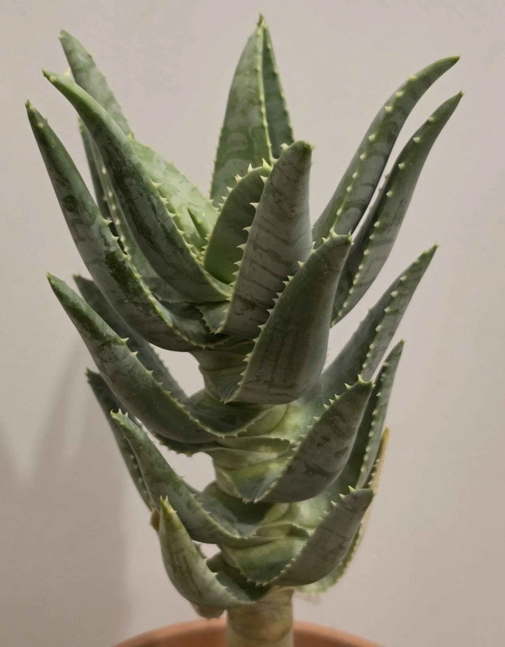 Aloe Vera Aloe Cactis&Succulents for sale | eBay