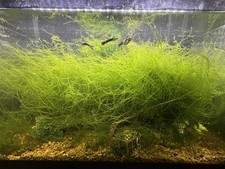 Pest-Free Homegrown Live Java Moss for Shrimp, Betta, Fry  Aquascaping Tanks   