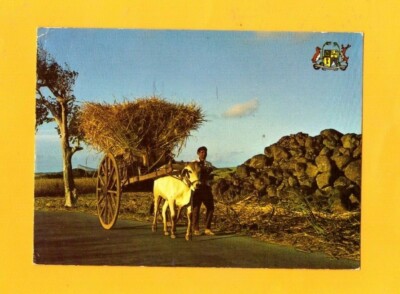 INSEL MAURITIUS (INDISCHER OZEAN) RINDERKUPPLUNG / ZUCKERERNTE 1979