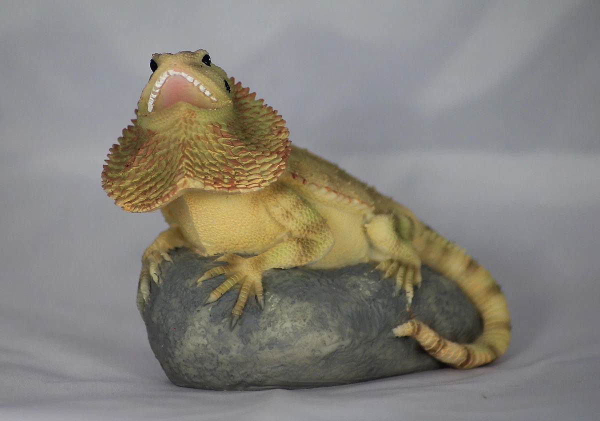 Bearded dragon top vivarium accessories