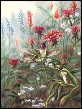 Greeting Card - Bird Hummingbird - Wanda Mumm - Any Occasion - 0268