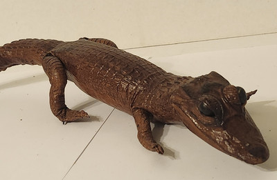 Vintage Real 1950's Taxidermy Baby Caiman/Alligator, 18 inches, VG condition