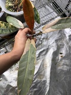 philodendron atabapoense variegated Pink Var (no Monstera)