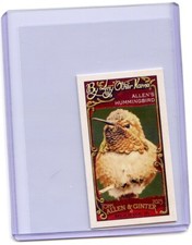 2023 Topps Allen & Ginter By Any Other Name Mini NO.BAN-14 Allen's Hummingbird