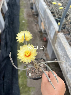 3pcs 1.5-2cm Succulent cactus Plants Astrophytum caput-medusae Plant wholesale