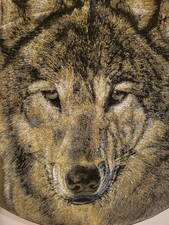 Giant 16" Wolf Staring Dream Catcher Feathers Strong Frame Printed