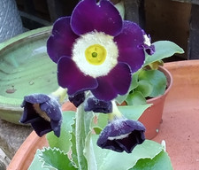 Primula auricula Harlequin F1 seedlings , rockery, alpine plant, 7cm