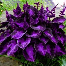 Mixrug Hosta Seeds for Planting, 200 pcs Rare Perennial Flower Mix