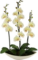 Bloomsbury Market Phalaenopsis Orchid Floral Arrangement In Pot on sale Bloomsbury Market Phalaenopsis Orchid Floral Arrangement In Pot on sale