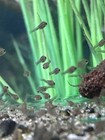 Live Freshwater 2 convict cichlid babies - Peaceful for Beginner Friendly — photo 1