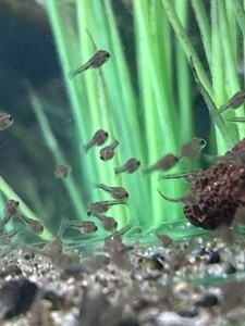 Live Freshwater 2 convict cichlid babies - Peaceful for Beginner Friendly