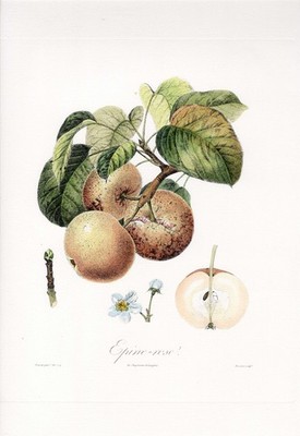 Poiteau Pomologie Française Hand-Colored Fine-Art Folio, PEAR 'Epine-Rose'