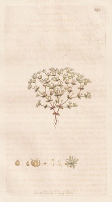 Radiola millegrana botany Botanik engraving Kupferstich Sowerby Smith 1801