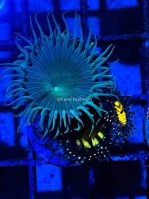 CE- WYSIWYG Mix Combo Zoa Zoanthid Frag Live Coral LPS SPS #R1GH12