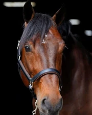 KL Select Red Barn Eleanor Halter